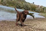 LABRADOR 171